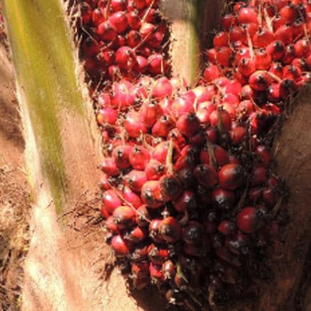 Ferrero лидирует в рейтинге 2016 WWF Palm Oil Scorecard