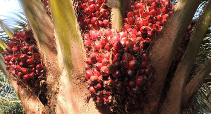 Ferrero лидирует в рейтинге 2016 WWF Palm Oil Scorecard