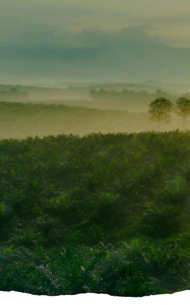 ferrero-sustainability-mobile